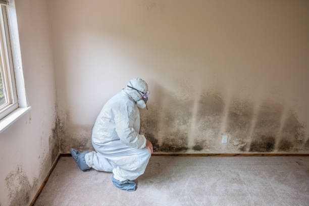 Trusted Lyman, MS Mold Remediation Experts