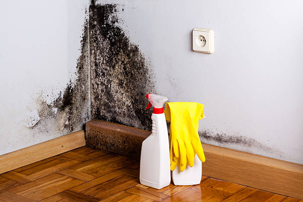 Best Basement Mold Remediation in Lyman, MS